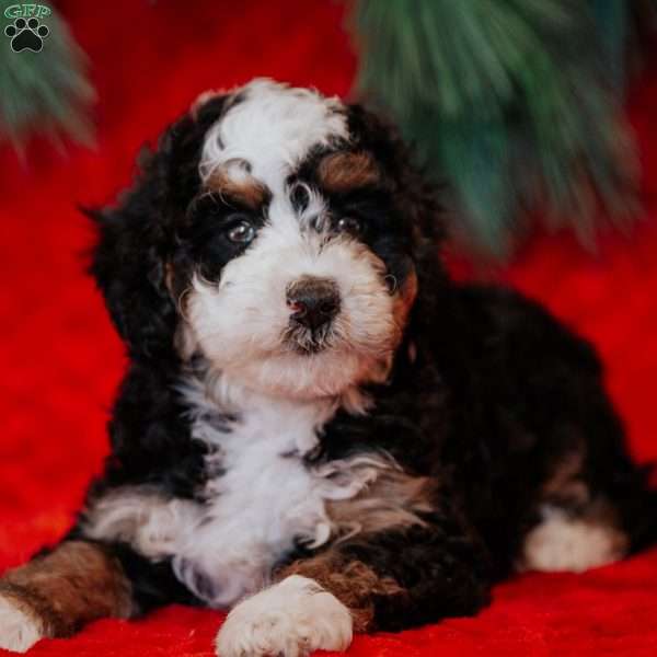 Berti, Mini Bernedoodle Puppy